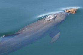 Delfíni používají houbu jako ochranu při rozrývání dna.