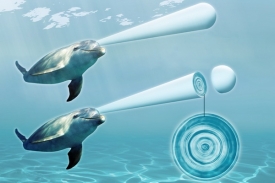 Charakter delfíního zpěvu je možno zachytit graficky.