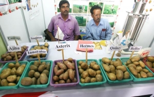 Dobrovolníci představují odrůdy brambor během 