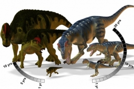 Hypacrosaurus (vlevo) rostl až 5x rychleji než Tyrannosaurus (vpravo)