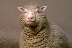 První klonovaný živočich - ovce Dolly.