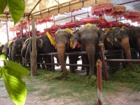 Sloní slavnost ve východothajském městě Surin.