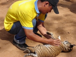 Poměrně vysoké vstupné (300 bahtů) turisty od návštěvy chrámu neodradí. Z peněz se totiž hradí záchranný program, který má zdejších tygrům pomoct vrátit se do pralesa.