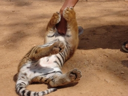 Sedm tygrů se do chrámu dostalo z divočiny ve věku několika týdnů v období od května 1999 do února 2000, dalších patnáct se jich tu narodilo. Včetně dvou nových přírůstků - šestitýdenních kočiček.