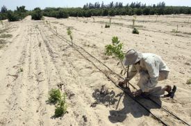 Sázení pomerančovníků u Centra pro rozvoj pouště