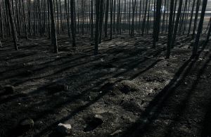 Vypálený bulharský les
