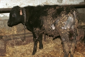 ilustrační foto: týraný býk na farmě v obci Žítková (2004)