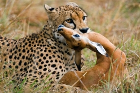 Na seznam nejohroženějších druhů planety přibyl také gepard.