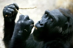 ilustrační foto: gorila z pražské zoo
