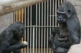 Gorilí samoce Kijivu a její mládě (vpravo).