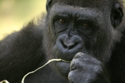 Gorily jsou po šimpanzích našimi nejbližšími příbuznými.
