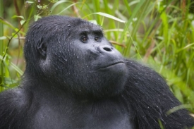 Dosavadní odhady počtu goril horských byly nadhodnocené.