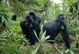 Gorily v rezervaci Virunga.