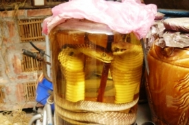 Hadi nakládaní v rýžové vodce, tradiční medicína.