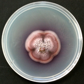 Kolonie houby pěstovaná v laboratoři na Petriho misce.