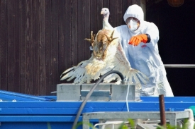 Veterin&aacute;ři na Hodon&iacute;nsku utrat&iacute; přes tři tis&iacute;ce kusů drůbeže.