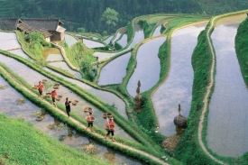 Metan z rýžových polí ovlivňuje klima už tisíce let.