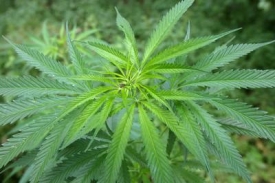 Marihuana je oblíbenou drogou hlavně mezi mladými lidmi.