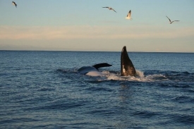 Z Valdéského poloostrova můžete pozorovat velryby jižní.