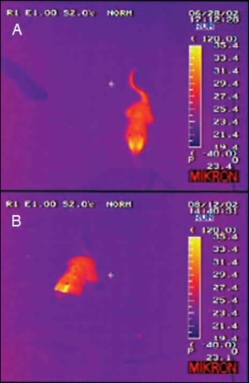 Sysel v infračervené kameře, s ohřátým ocasem a bez