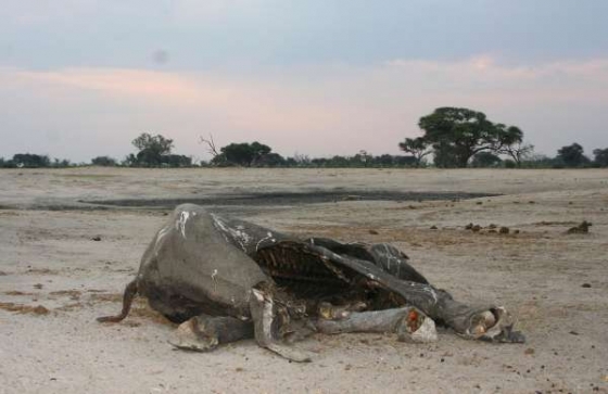 Slon zabitý pytláky v Zimbabwe.