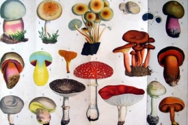 Jedovaté houby dle Ottova slovníku z roku 1908.