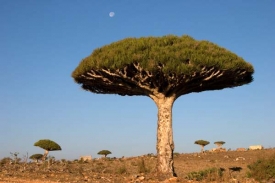 Jemenský ostrov Sokotra se dostal na seznam UNESCO.