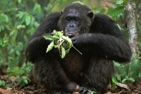 Šimpanzí strava: listí a ovoce, občas termiti nebo ulovená opice.