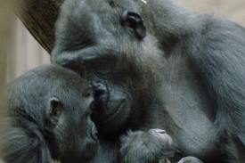 Gorila Kijivu s mládětem