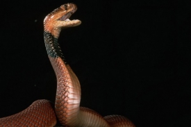 Kobra černokrká, jeden z druhů schopných obrany na dálku.