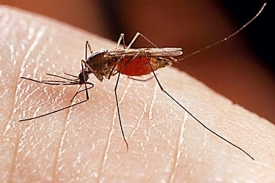 Komár ovlivněný repelentem necítí pach člověka.