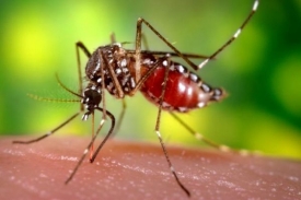 Samička komára Aedes aegypti může člověka nakazit horečkou dengue.