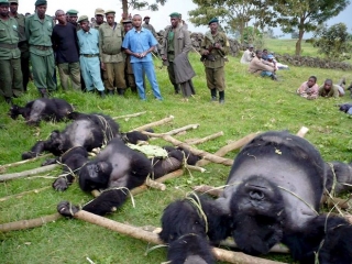 Zabit&eacute; gorily z parku v pohoř&iacute; Virunga. I zv&iacute;řata jsou obět&iacute; bojů.