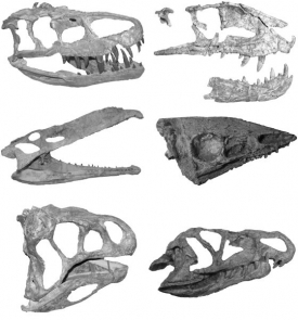 Lebky dinosauřích konkurentů vypovídají o jejich velké rozmanitosti.