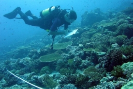 Vědci sledovali zdravotní stav korálů na 66 místech Indického oceánu.