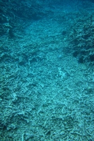 Stačí malé zvýšení teploty a koráli začínají umírat.