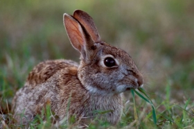 Francouzské farmáře králičí roztomilost rozhodně nedojímá.