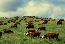 Krávy mají šestý smysl - vnímají magnetické pole.