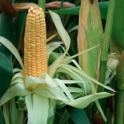 Kukuřice je v USA díky dotacím nejlevnějším krmivem současnosti.