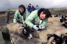 Veterináři prohlížejí ovce z britské farmy Moors v Severním Yorkshiru.