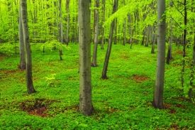 Lesy České republiky uzavřely nevýhodné smlouvy.