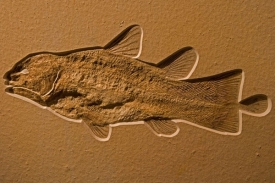 Do roku 1938 znali biologové lalokoploutvé ryby pouze z fosilií.