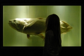 Děvčátko pozoruje latimérii v londýnském Přírodovědném muzeu.