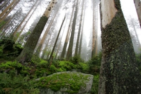 Stromy v Šumavských lesích jsou častove špatném stavu, tvrdí hasiči.
