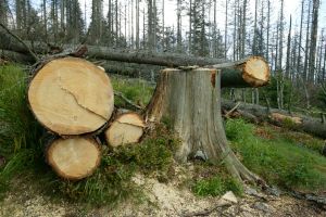 Více dřeva budou Češi nyní dobývat i v Rusku