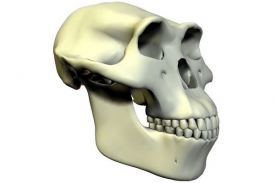 Model lebky druhu Australopithecus afarensis.