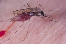Mezi malárií a HIV je souvislost, tvrdí vědci.