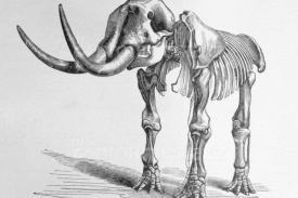 Kostra mastodonta.