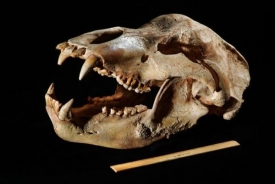 Lebka a zuby naznačují, že medvěd jeskynní byl vegetarián.
