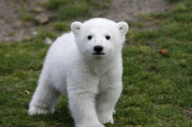Mládě ledního medvěda (ilustační foto).